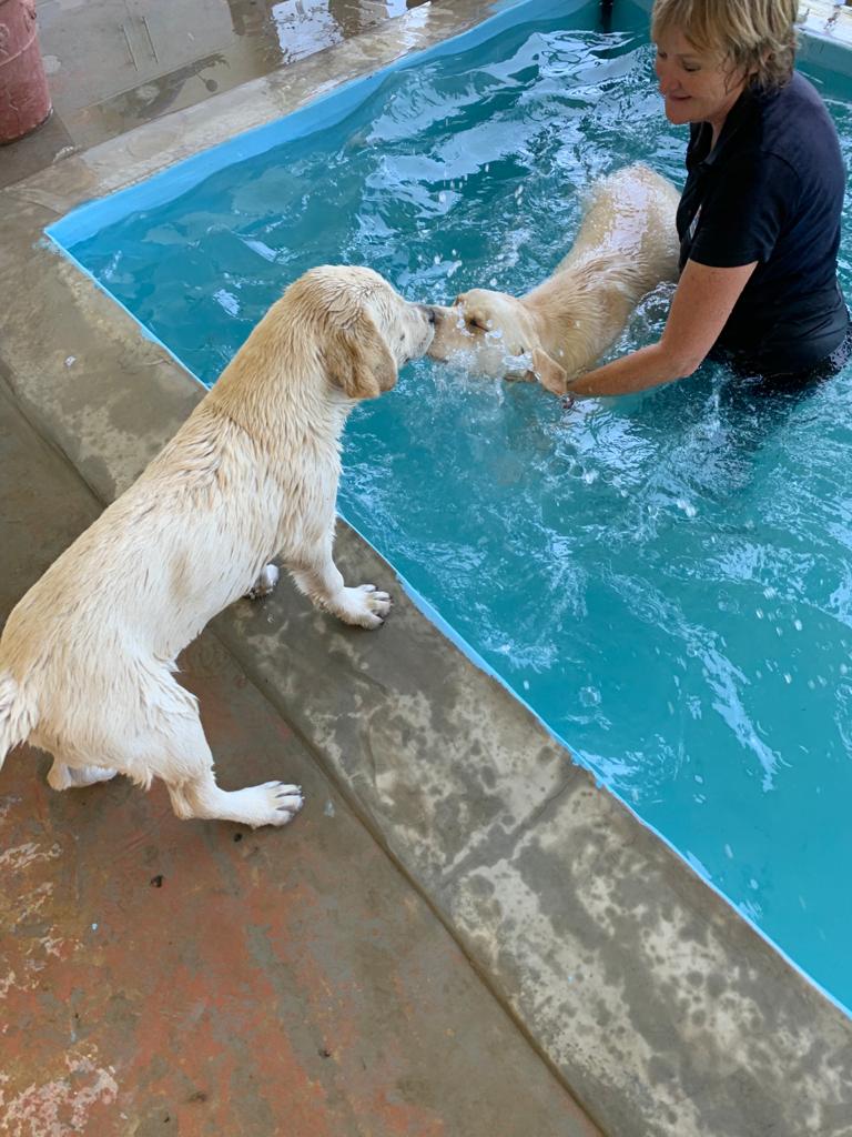 Puppy & pool