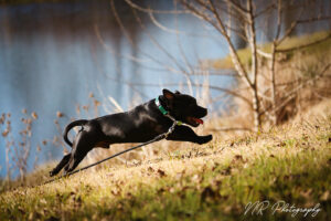 staffie running